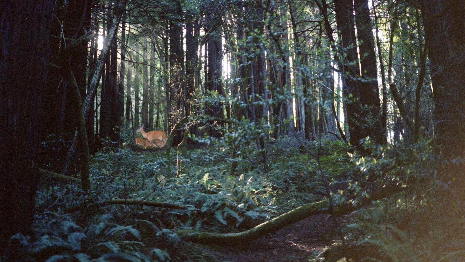 Inmates often want an “escape” to nature.