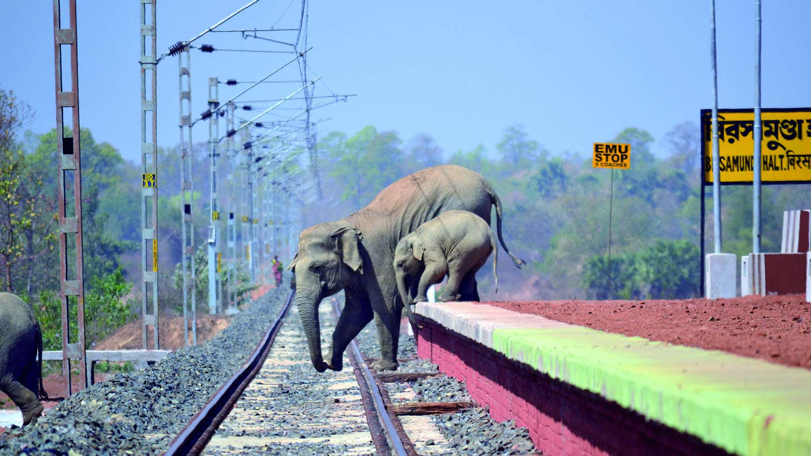 A small-town businessman’s quest to protect India’s elephants, one photo at a time