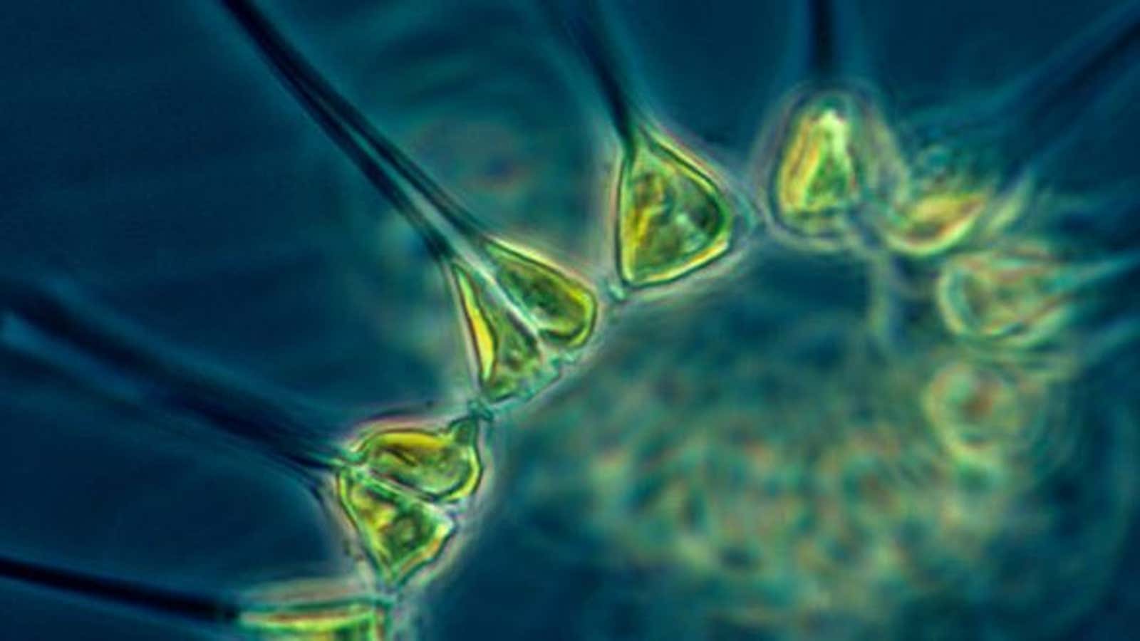Marine phytoplankton are responsible for 50% of all oxygen production on Earth.