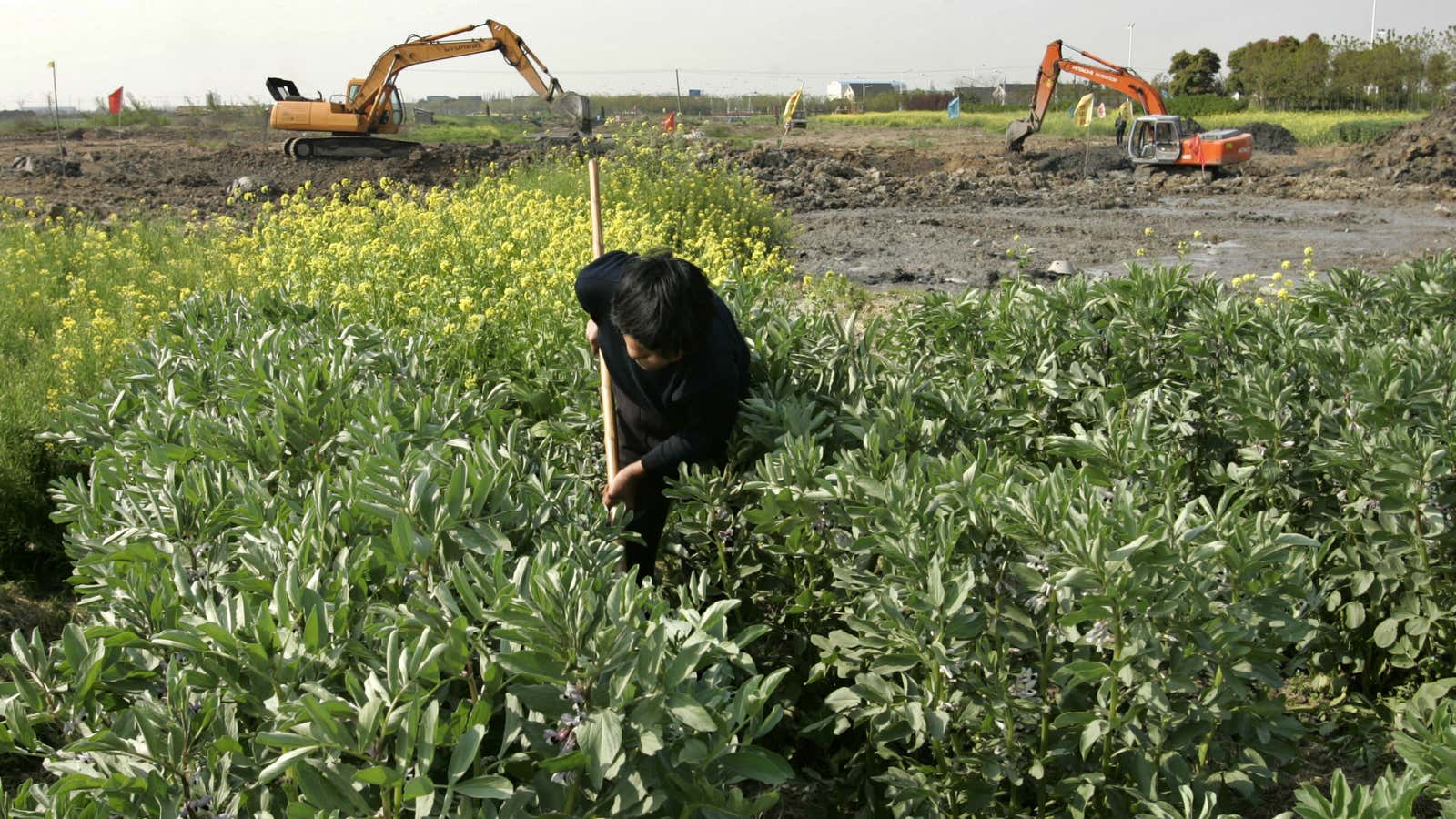 Working China’s killer soil.