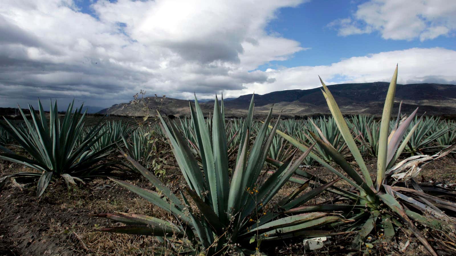 Out with the agave, in with the pot still.