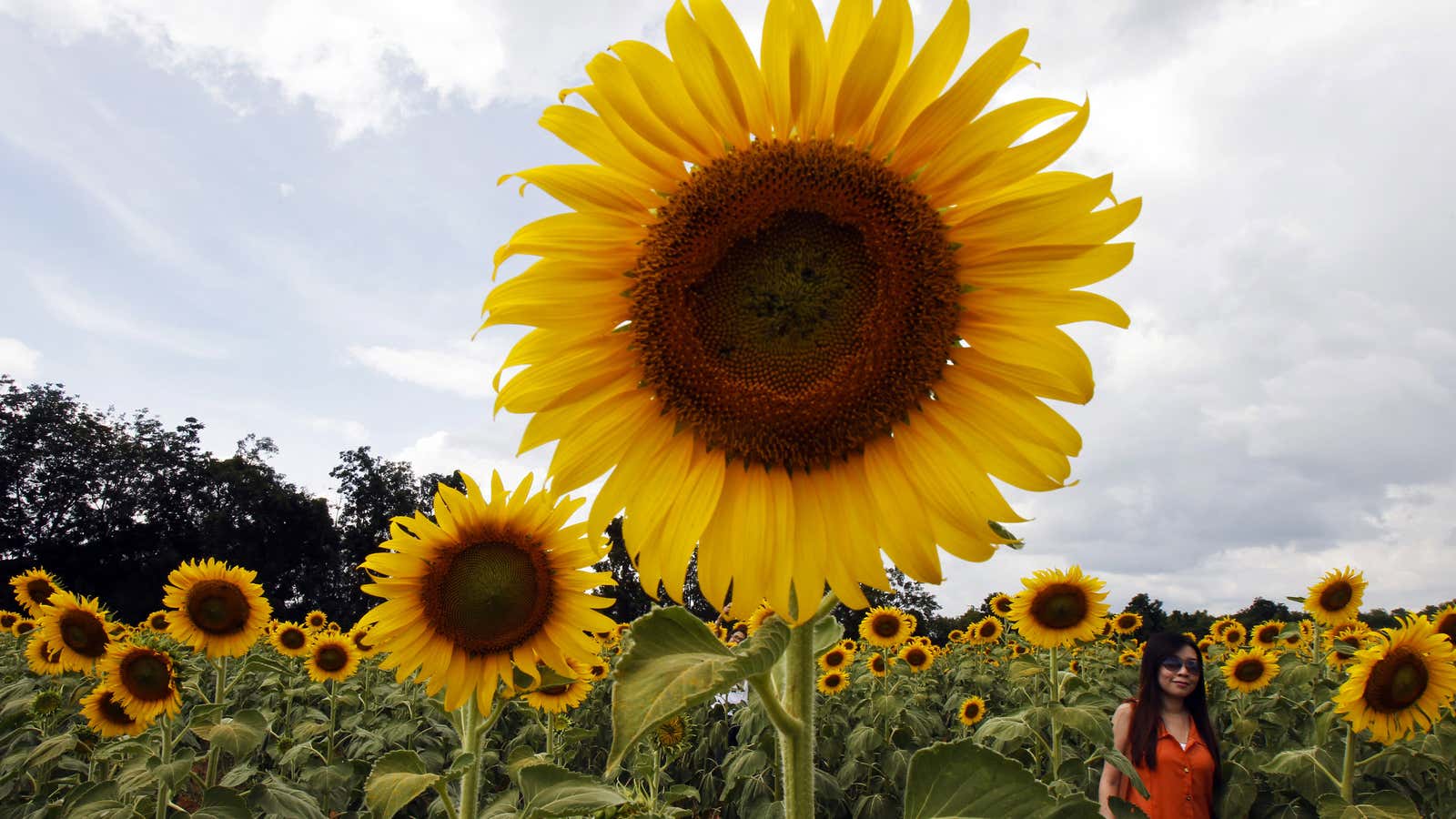 So long sunflower!