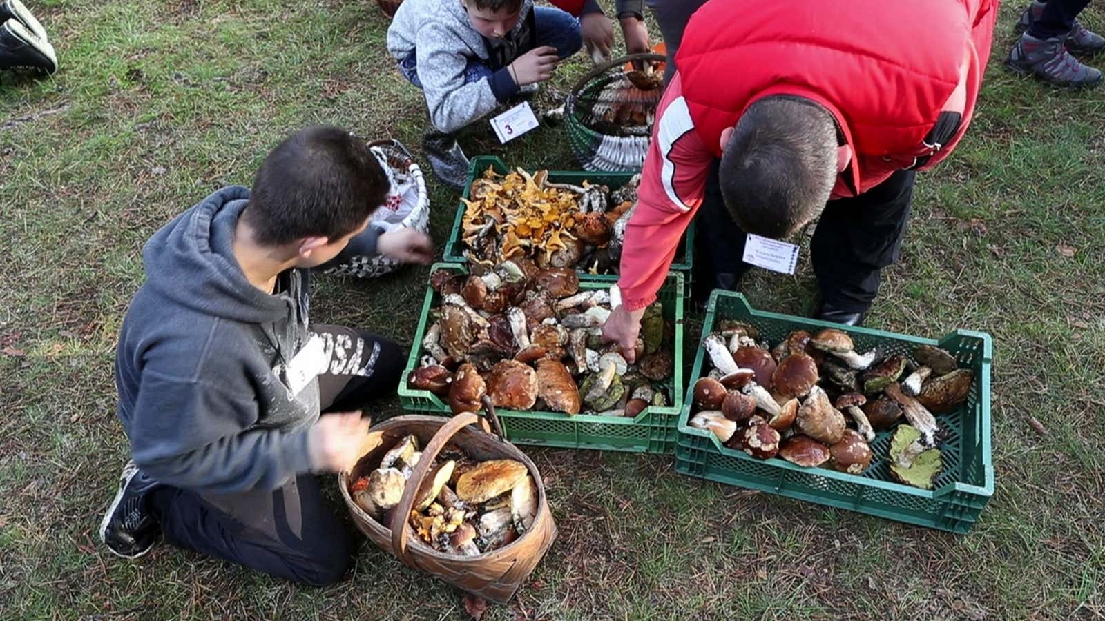 Humans eat over 350 species of mushrooms.