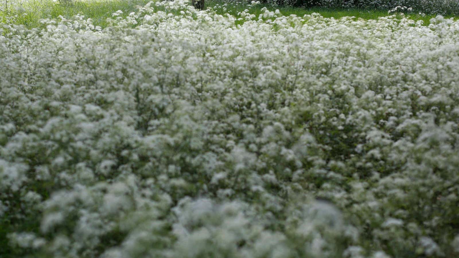 The royal wedding has inspired an American appreciation for elderflower