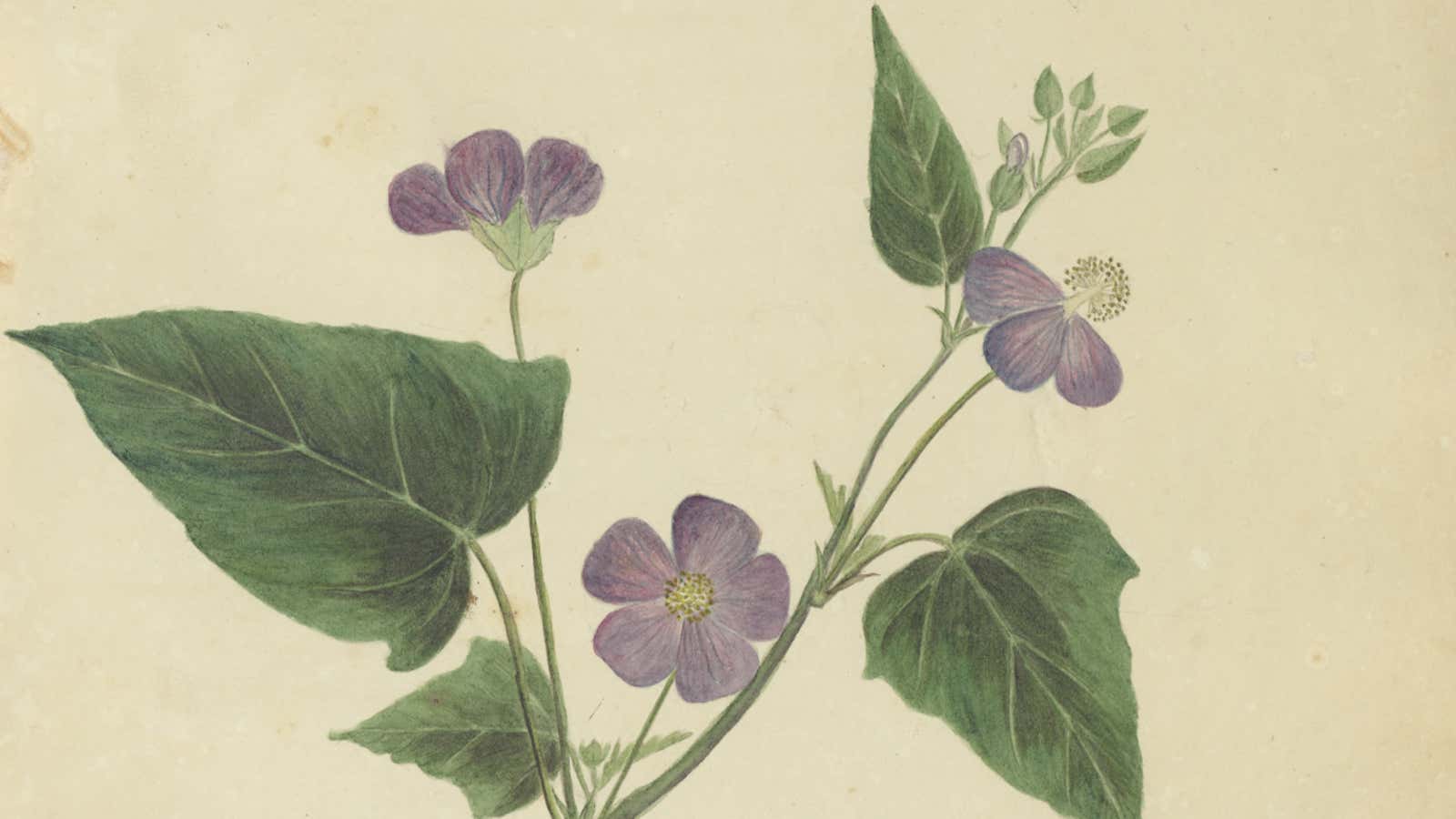 An illustration from Anne Kingsbury Wollstonecraft’s “Specimens of the Plants and Fruits of the Island of Cuba.”