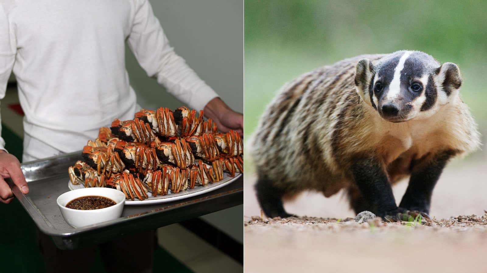 Dinner is served