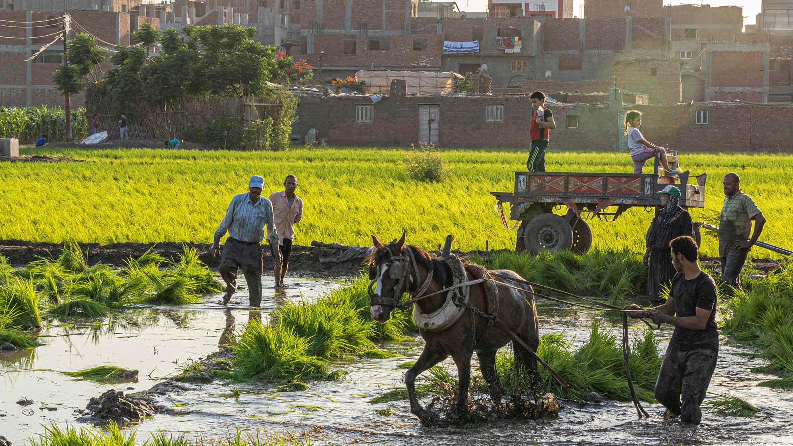 Egypt’s tech entrepreneurs take up the fight against climate change