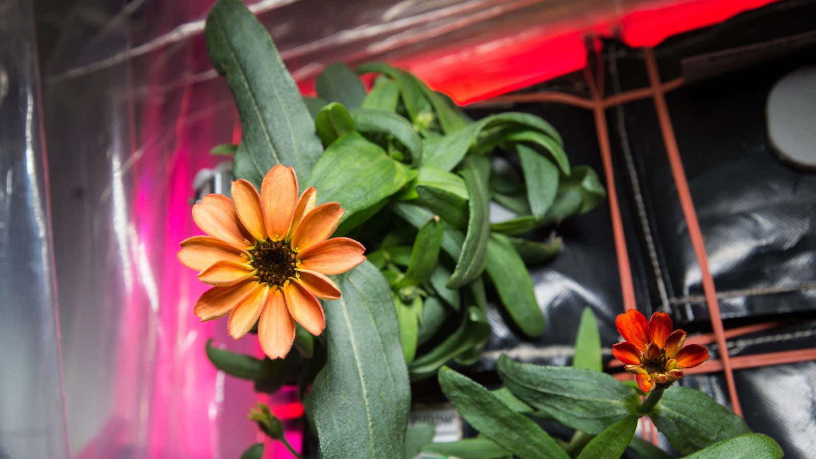 An International Space Station flower.