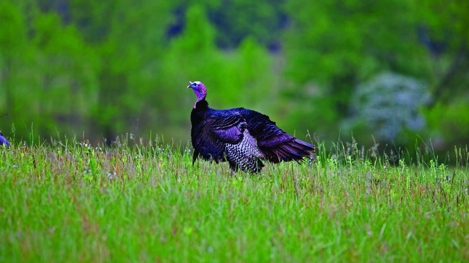 Now that’s a turkey.