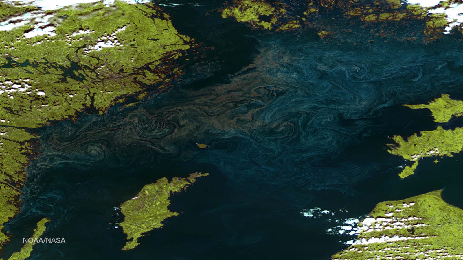 Each plankton is microscopic and can’t navigate on its own; together, they move in swirls and eddies caused by ocean currents.