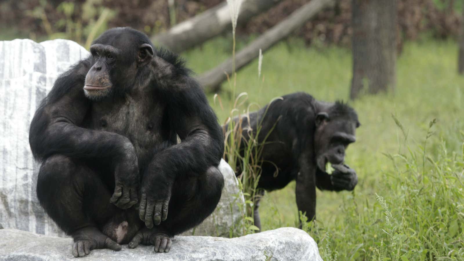 Chimpanzees can have friends too.