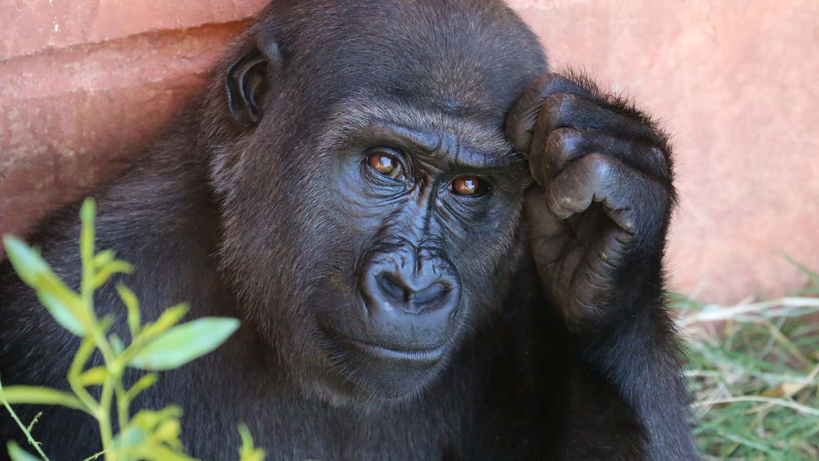 Putting on his thinking cap.