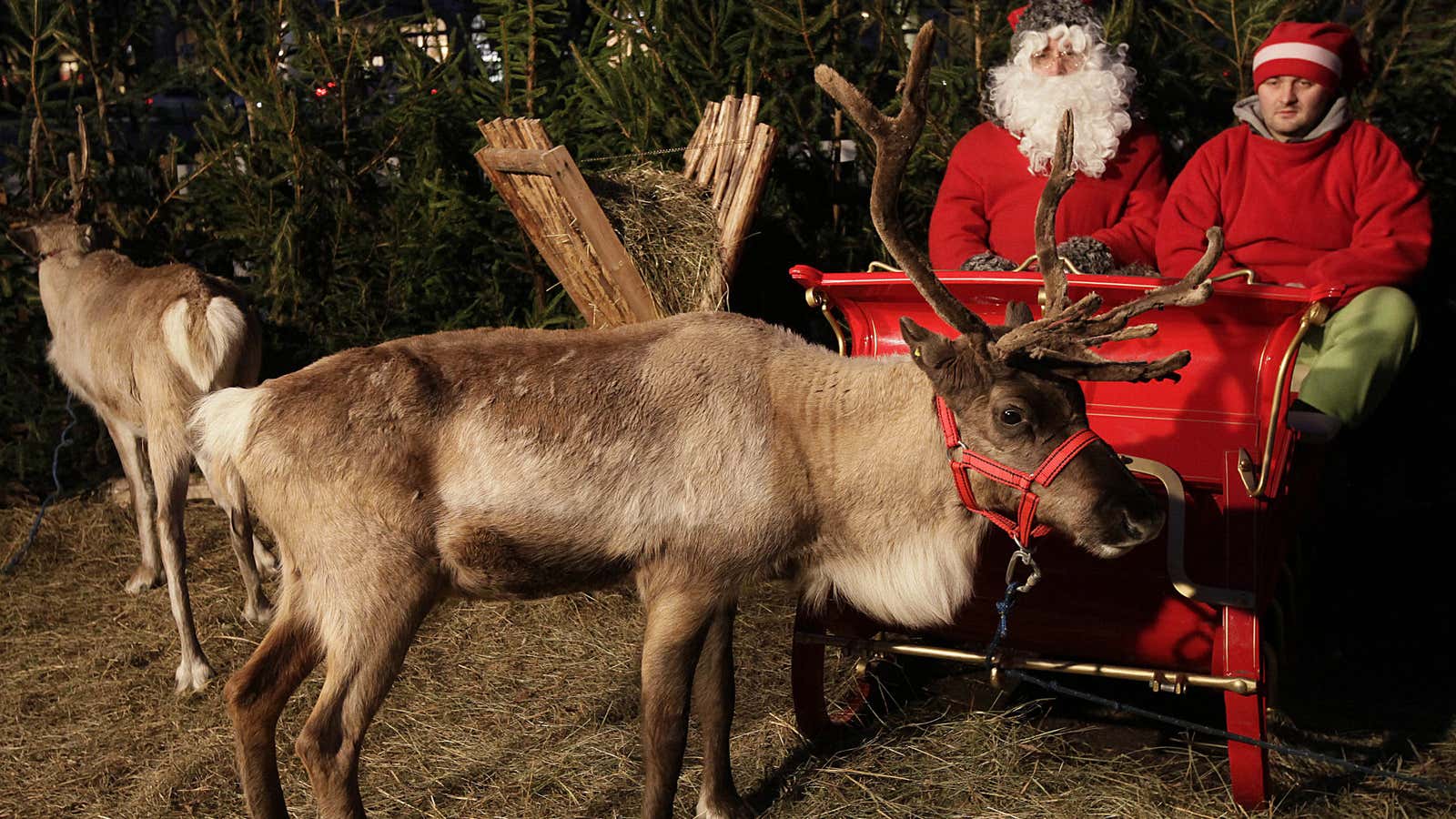 Reindeers are the real deal, at least for the farmers who raise them.