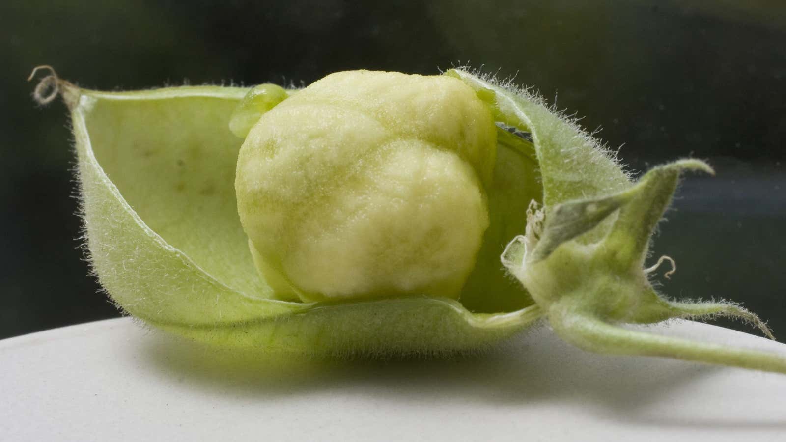 A fresh chickpea, straight from the field.