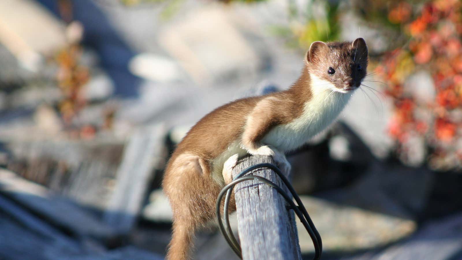 Mustela nivalis (the least weasel).