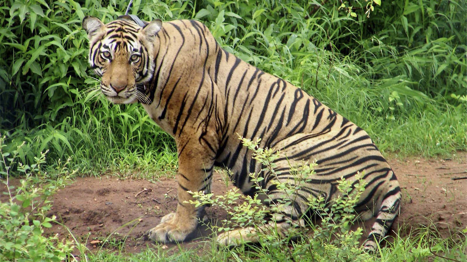 Tigers belong in the wild, not the suburbs.