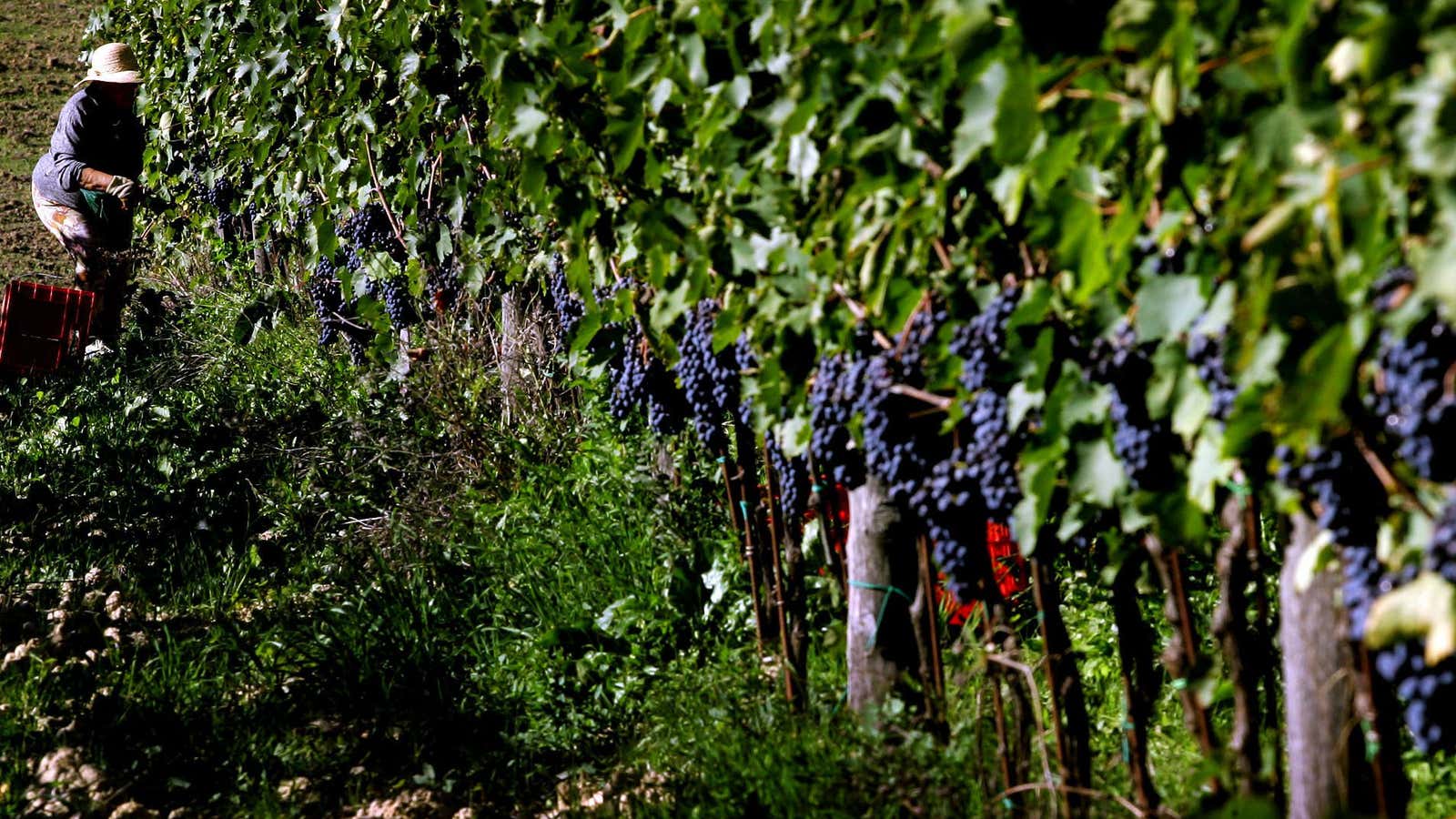 Immigrants are increasingly participating in one of Italy’s most famous industries – wine production.