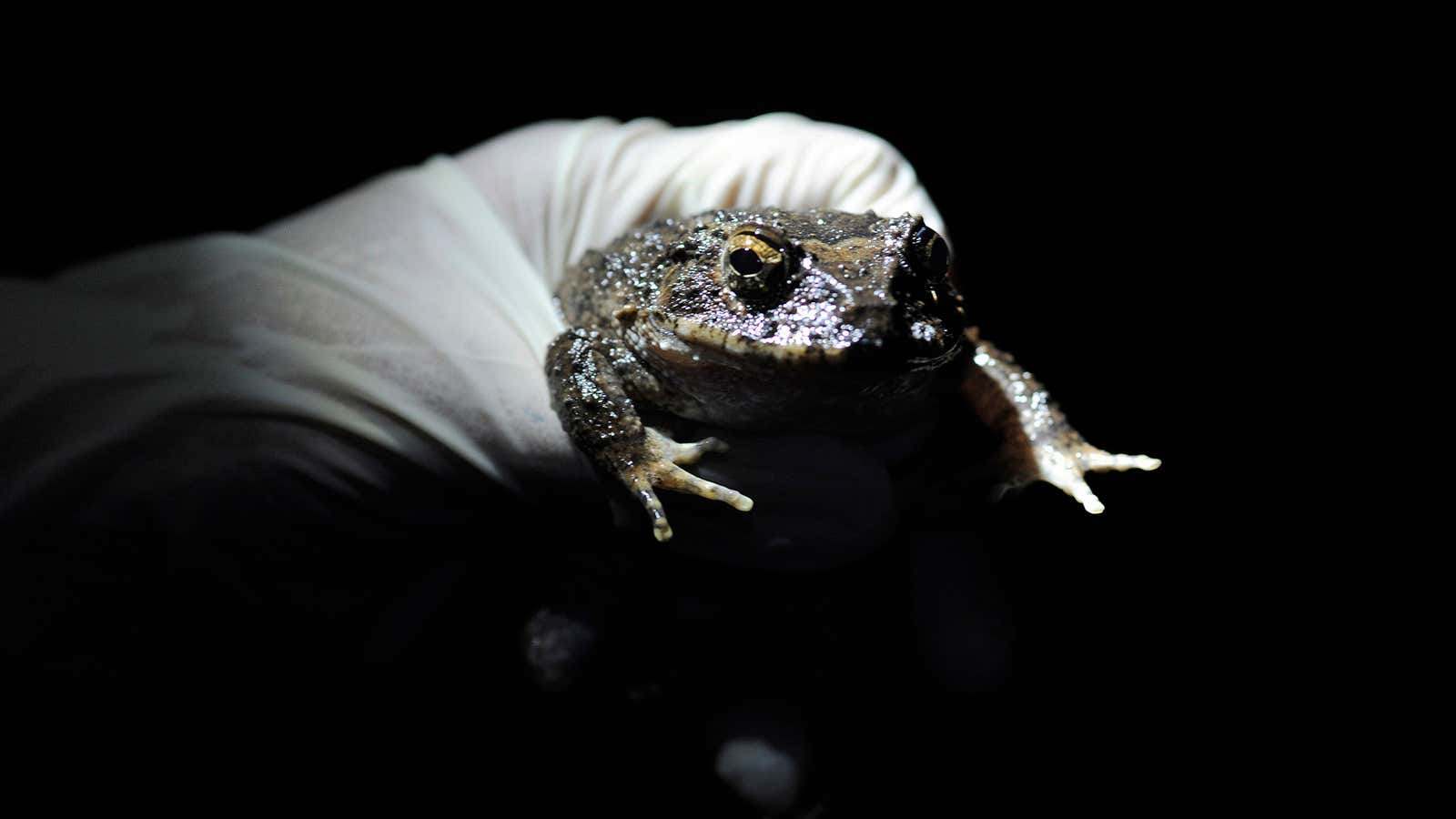 A biologist from the Smithsonian Tropical Research Institute holds a Strabomantis bufoniformis during an expedition to Panama’s Cerro Sapo March 25, 2011. The frog was…