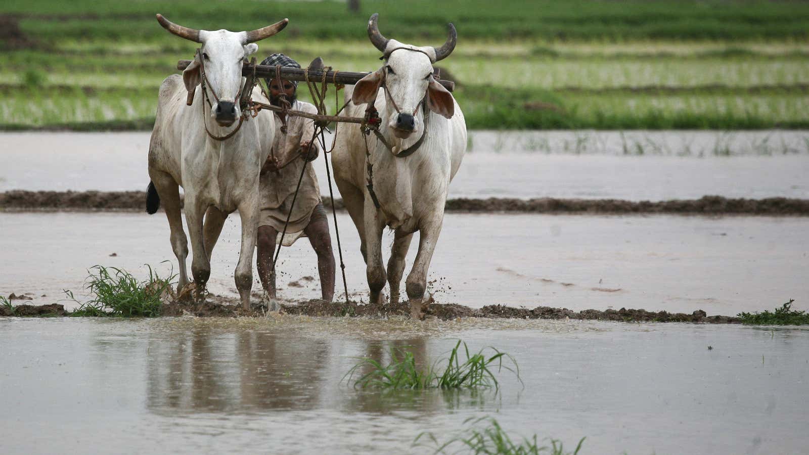 More rainfall is good news for farmers.