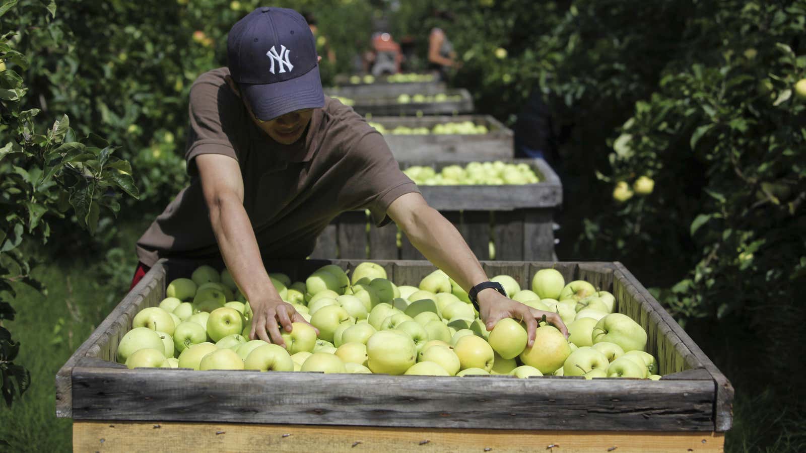 No more Yankee apples in Europe.