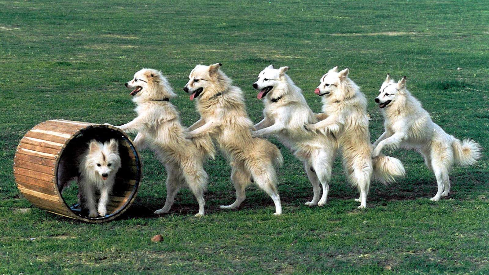 Dogs train for a show in Allahabad, India