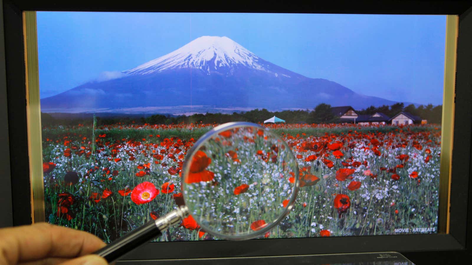 One of Sharp’s advanced LCD displays, which Samsung may end up buying in bulk.