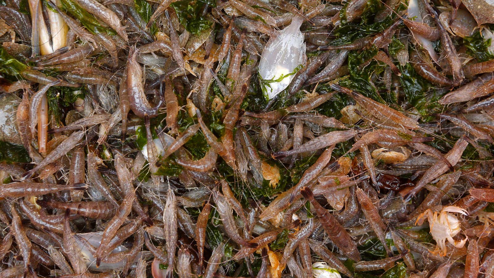 Shrimp stocks have been falling.