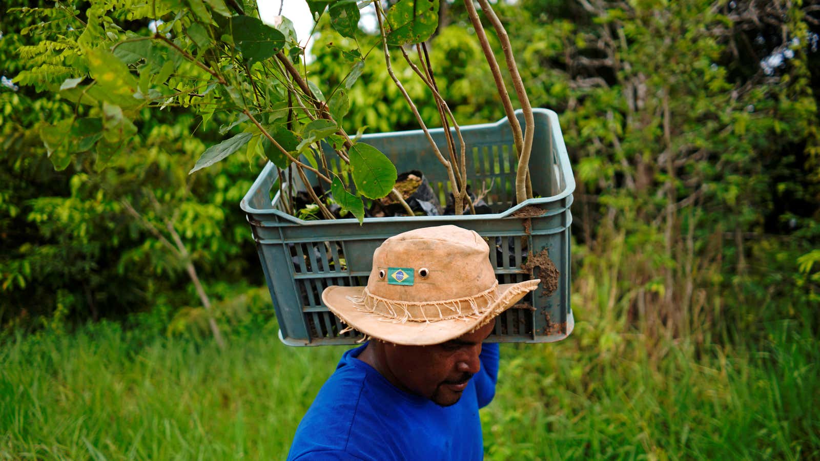 Reforestation projects draw carbon emissions out of the atmosphere. Projects like this will be essential to prevent catastophic global warming, the IPCC says.