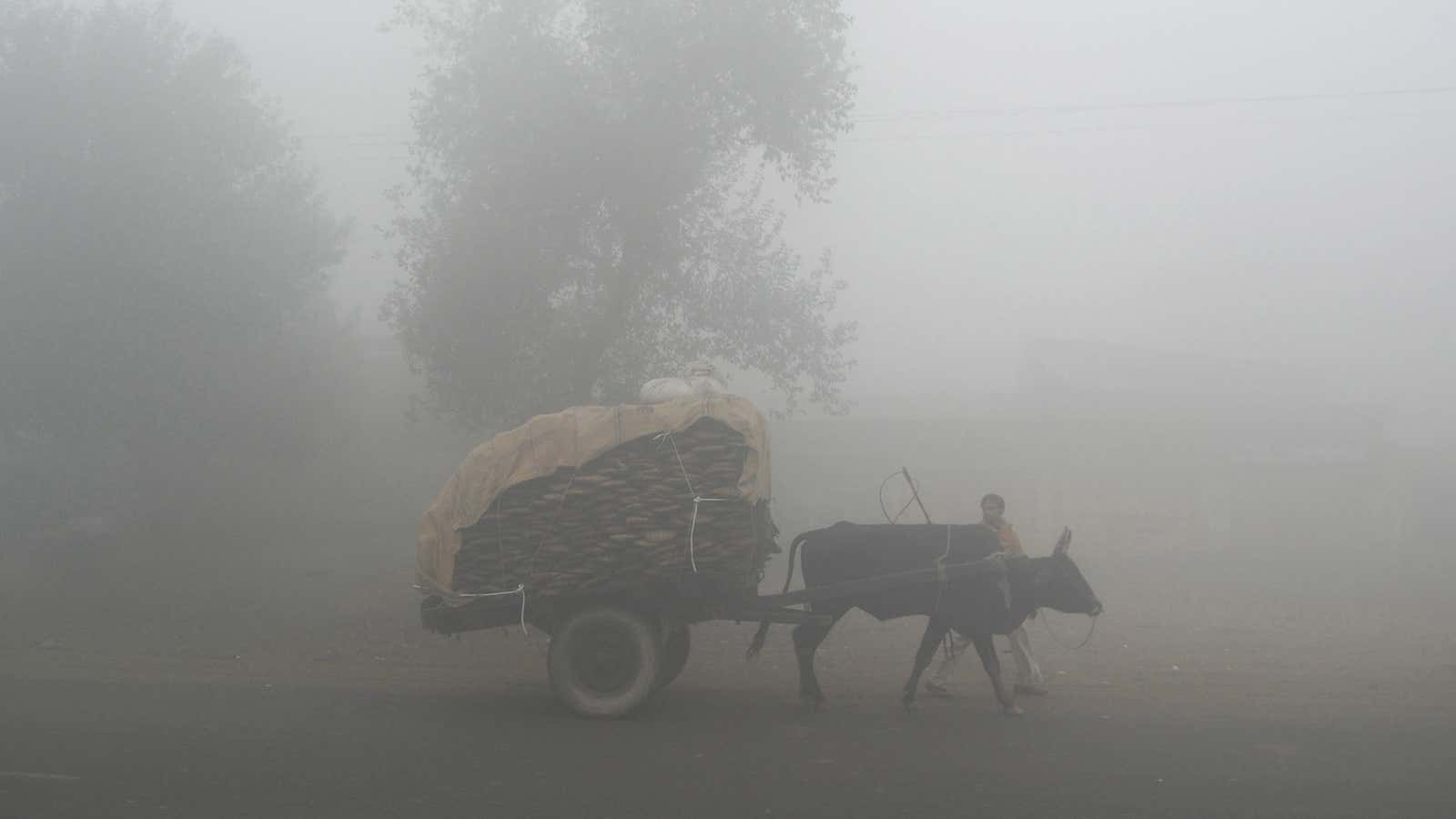 Cows are being smuggled in from India, tannery workers’ lifespans are cut mercilessly short—all for a belt or pair of gloves.