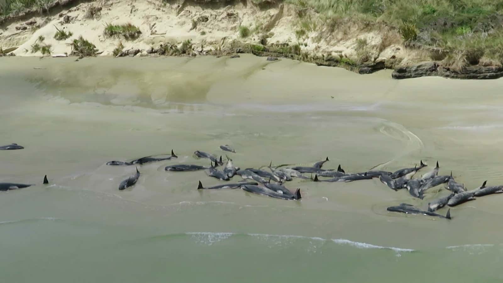 A drone screenshot shows up to 145 whales on a remote New Zealand beach.