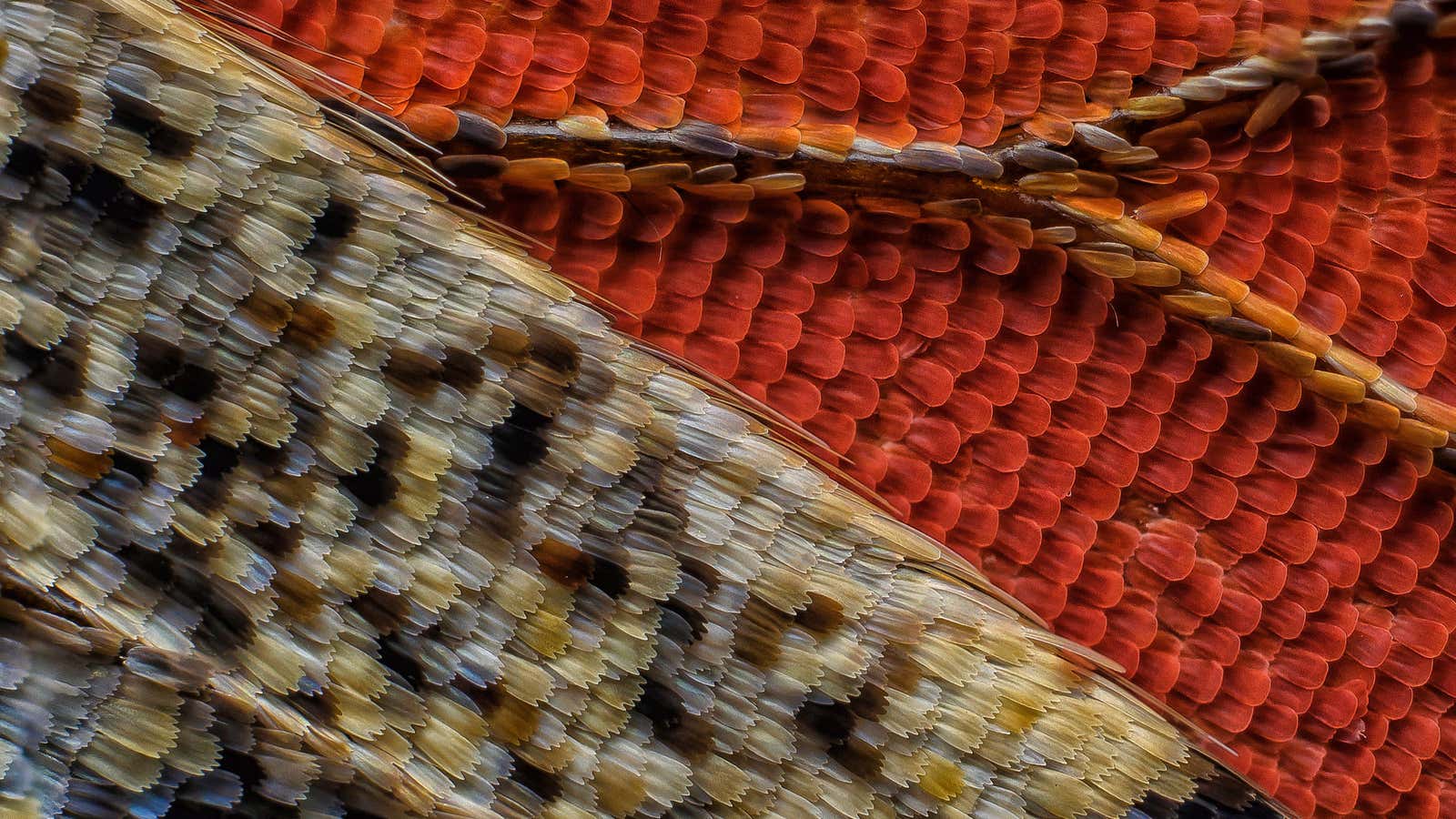 Scales of a Red Admiral  butterfly wing underside.