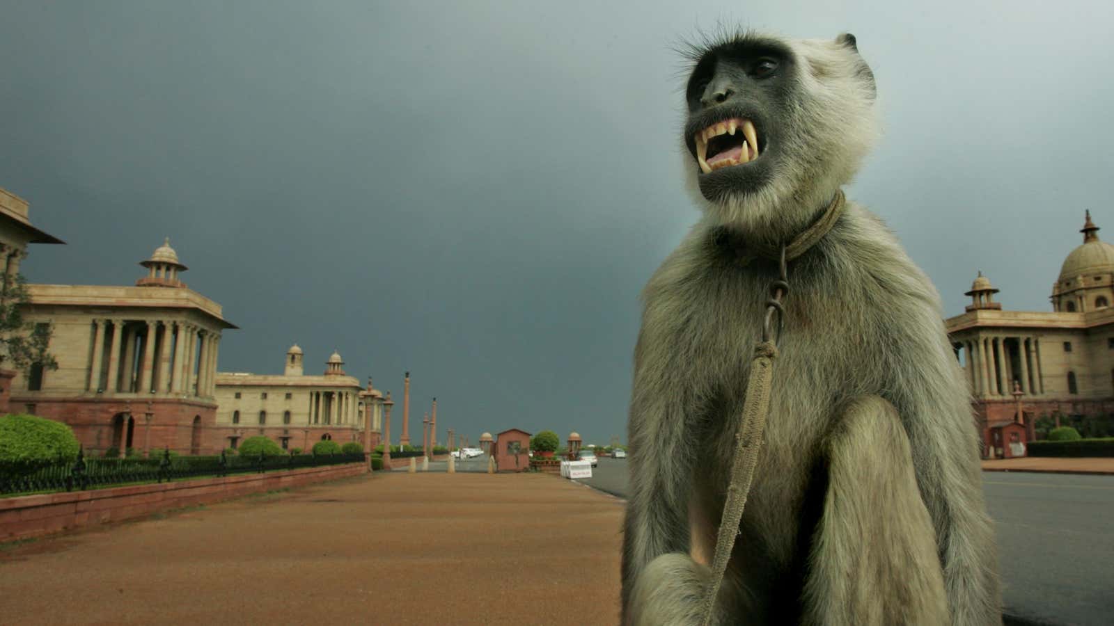 Langurs used to be a regular sight at Raisina Hill.