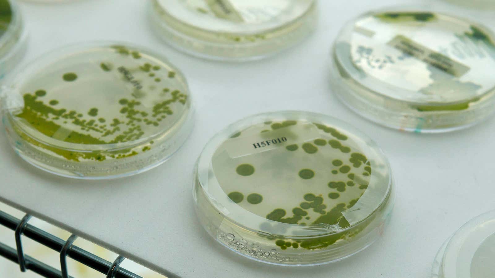 Algal strains used for biofuels, the only area of renewable energy that didn’t disappoint last year.