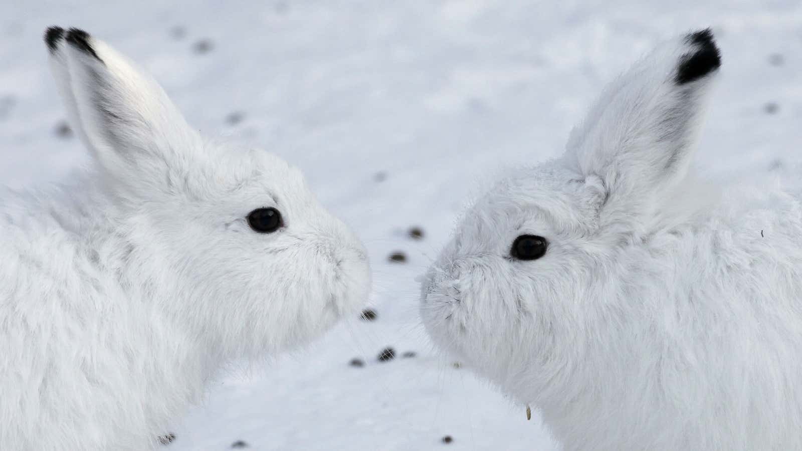 White fur in the winter may not be an advantage for long.