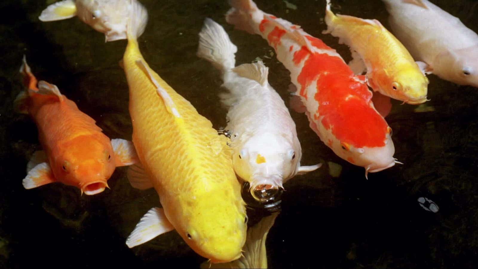 Colorful koi can cost thousands of dollars apiece—but the Chinatown otter didn’t know that.