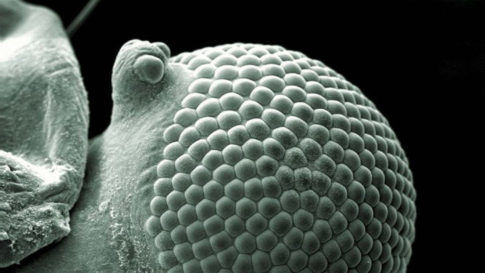 Take a look at this greenfly’s eye.