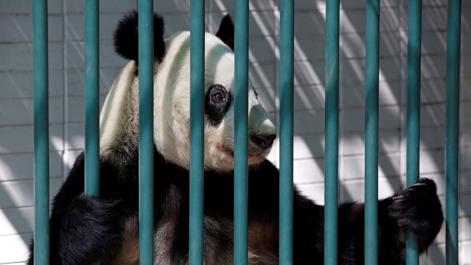 When is a 'panda' not a panda – and are any pandas actually bears?