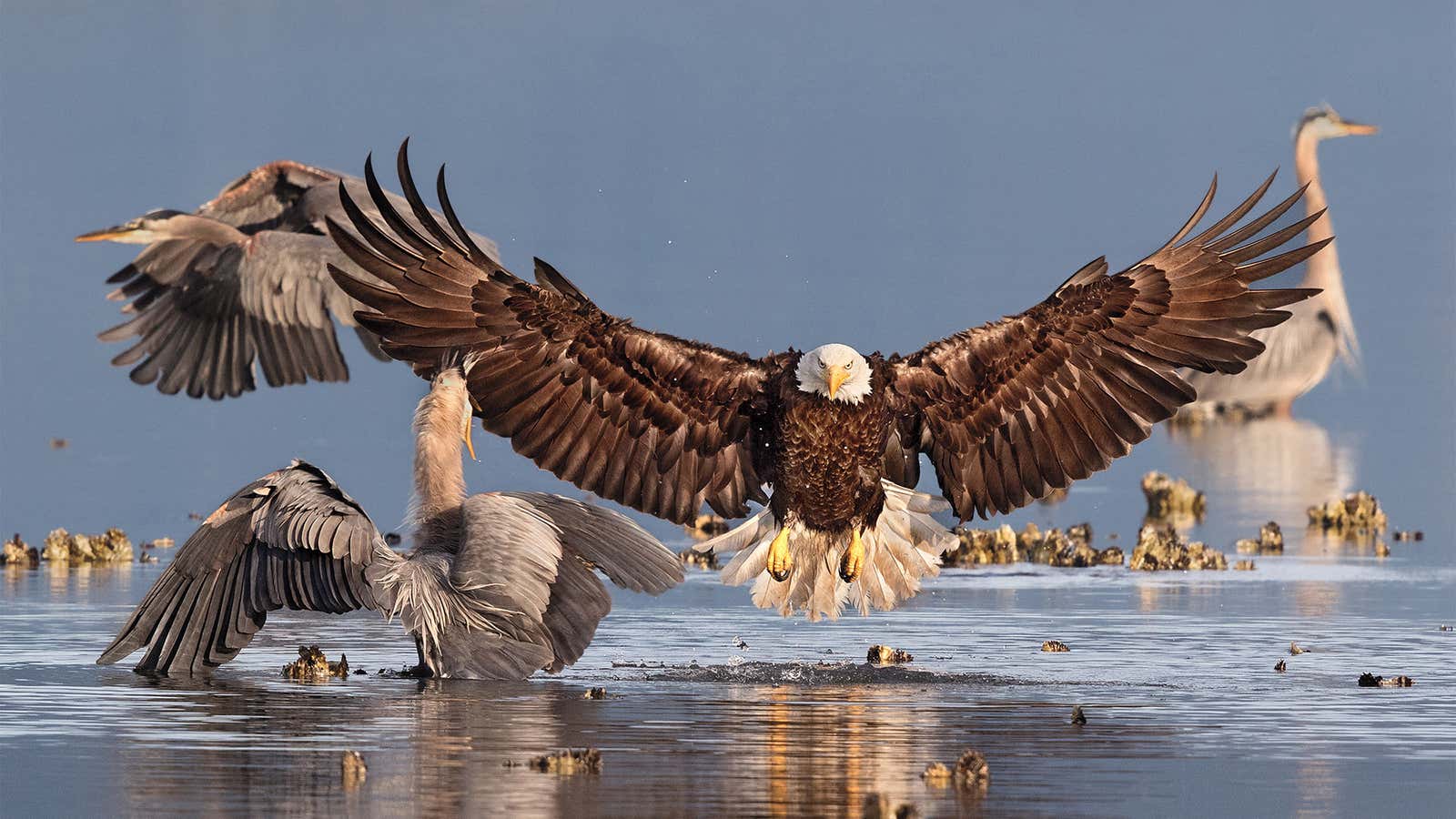 The Bald Eagle fights with heron for fish.