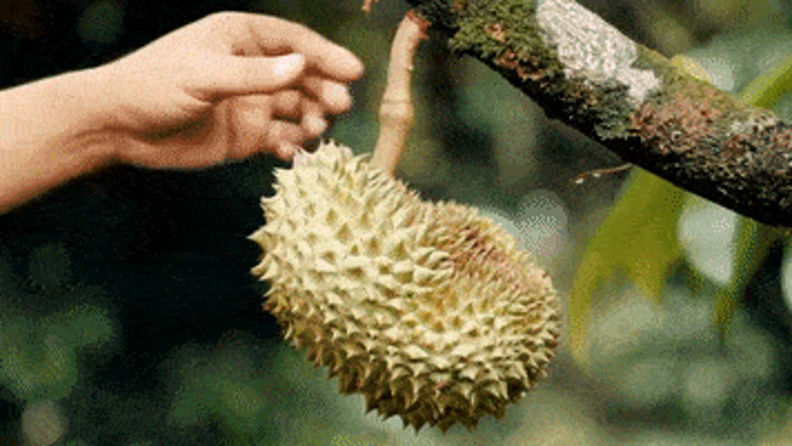 Durian