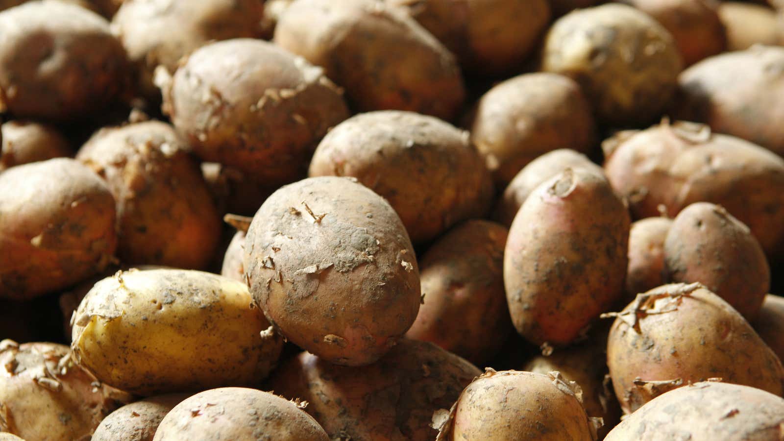 The potato s role in the global dominance of white people