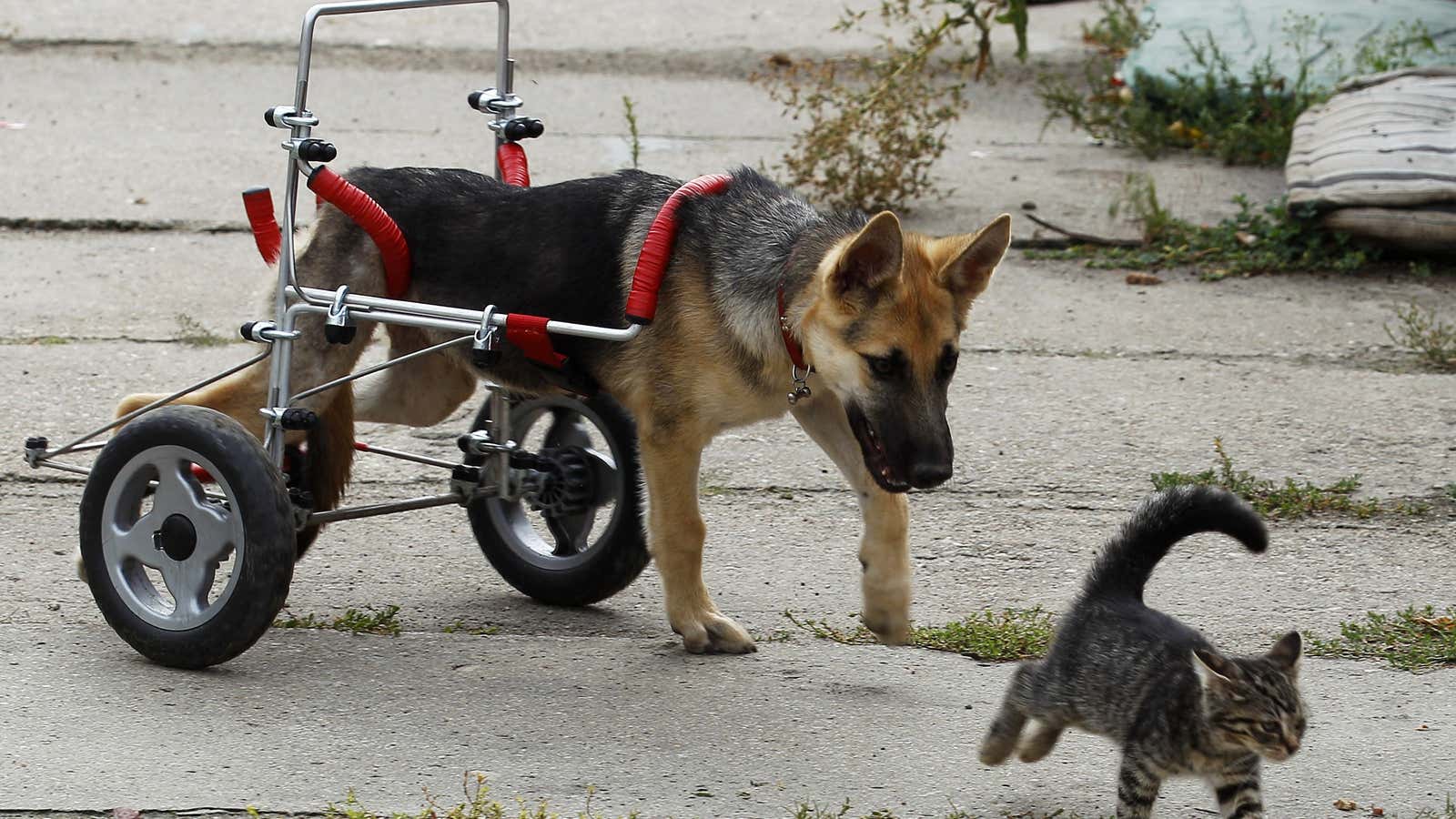 Yep, we care more about dogs in wheelchairs than actual suffering human beings.