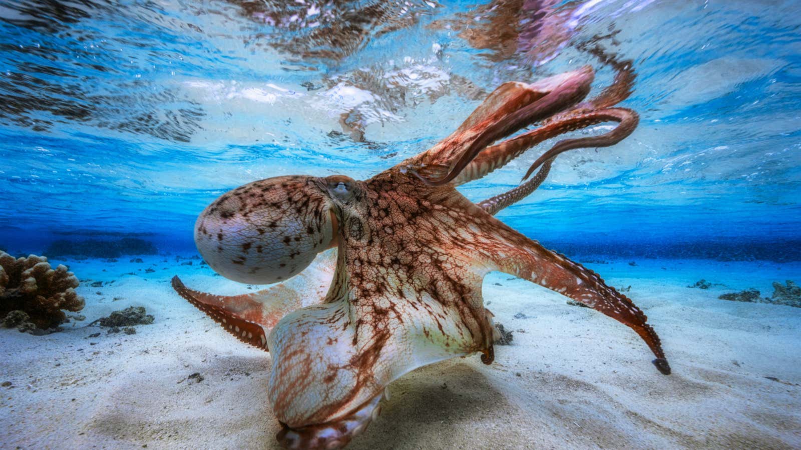 Winner, Underwater Photographer of the Year. From judge Alex Mustard: “Both balletic and malevolent, this image shows that the octopus means business as it hunts in a shallow lagoon. The way it moves is so different from any predator on land, this truly could be an alien from another world. A truly memorable creature, beautifully photographed.”
