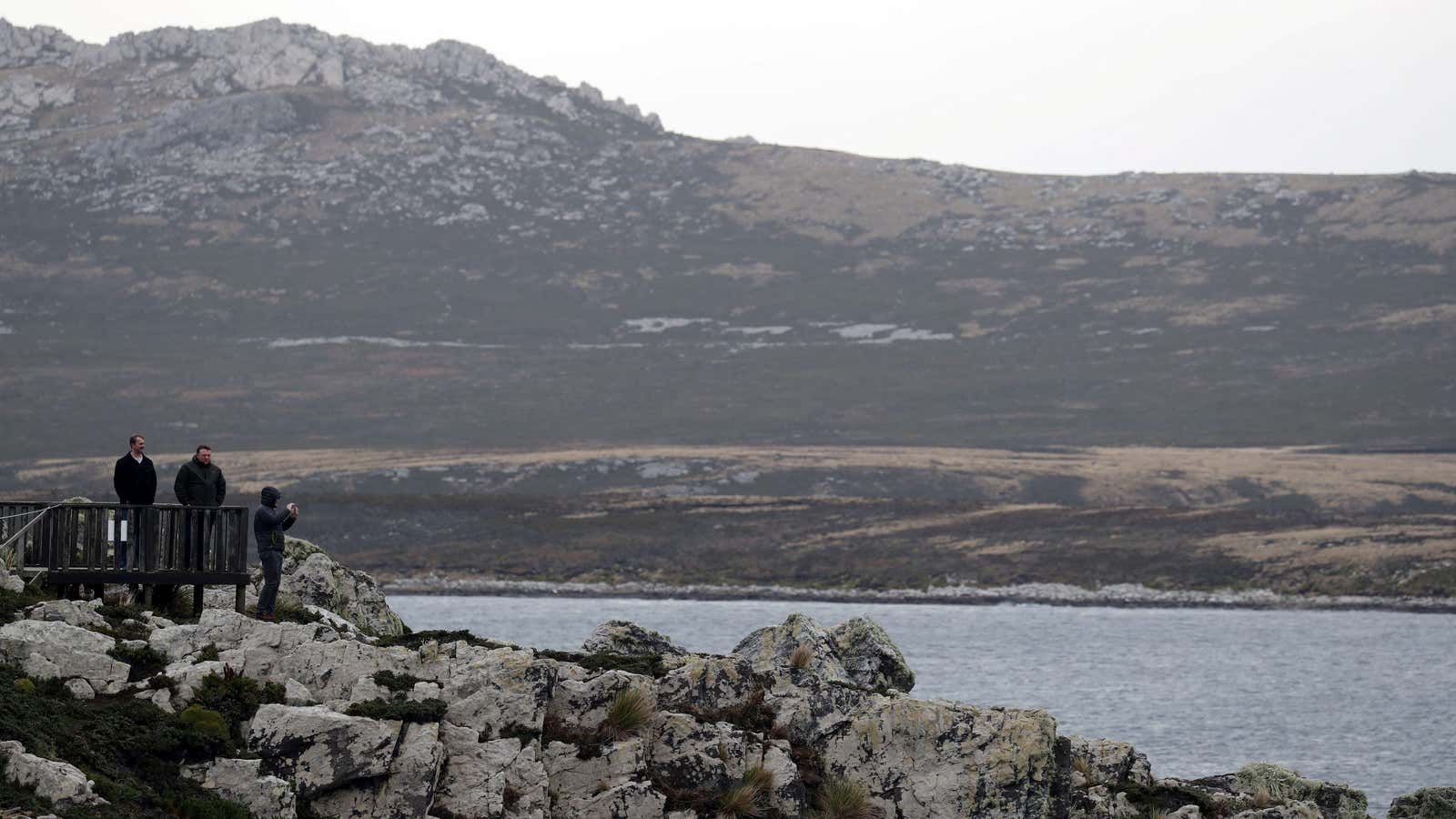 Subantarctic bedstraw can be found on Macquarie Island, Patagonia, South Georgia, the Falklands, Crozet, and Kerguelen islands.