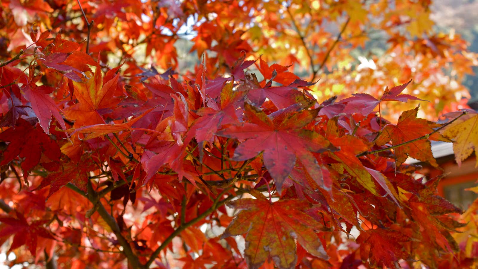 You can find the red leaves of the Japanese maple, or momiji, around the world, but the battered and fried version is harder to come by.