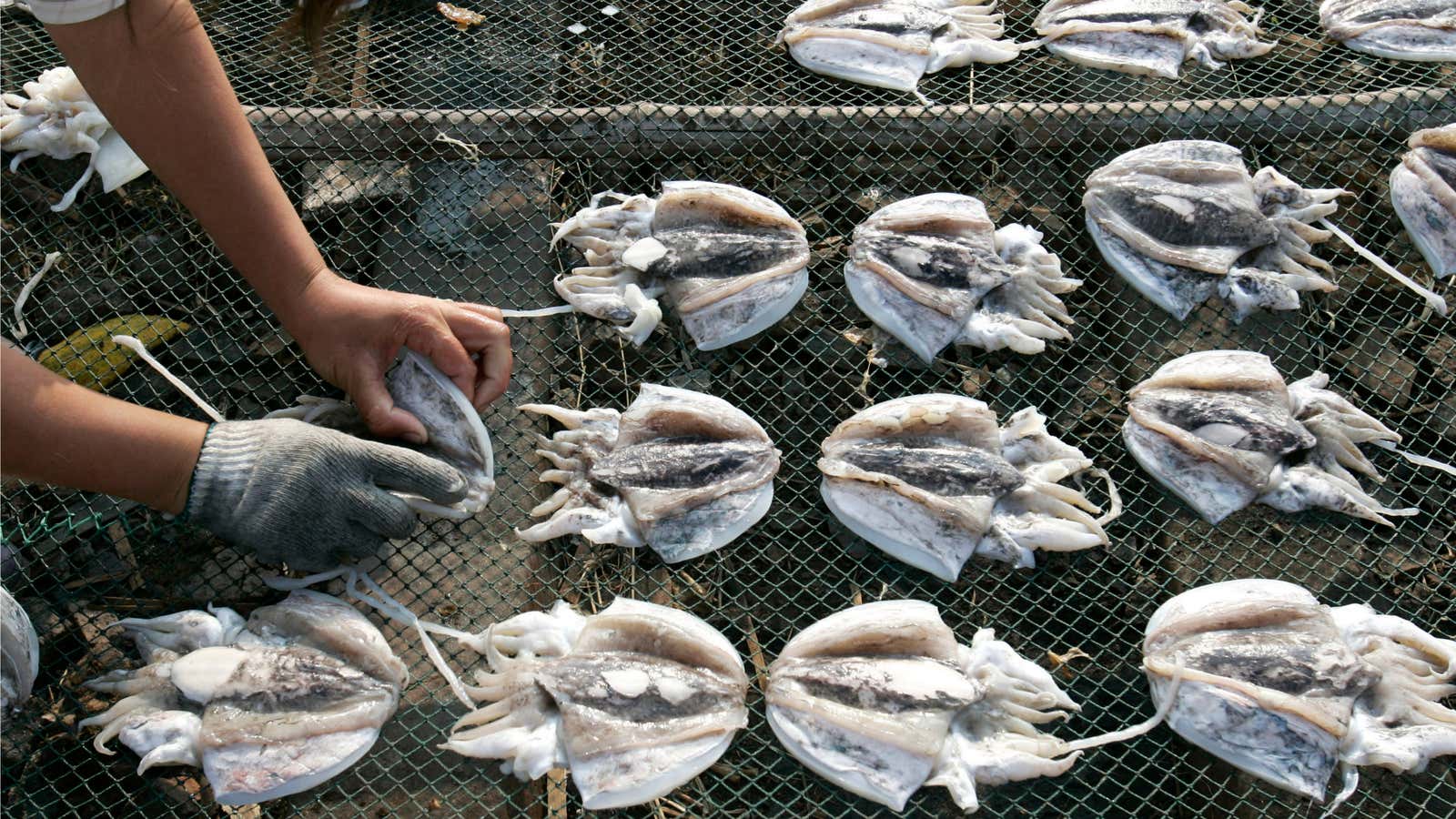 Is China supplying its demand for squid by stealing from Argentina?