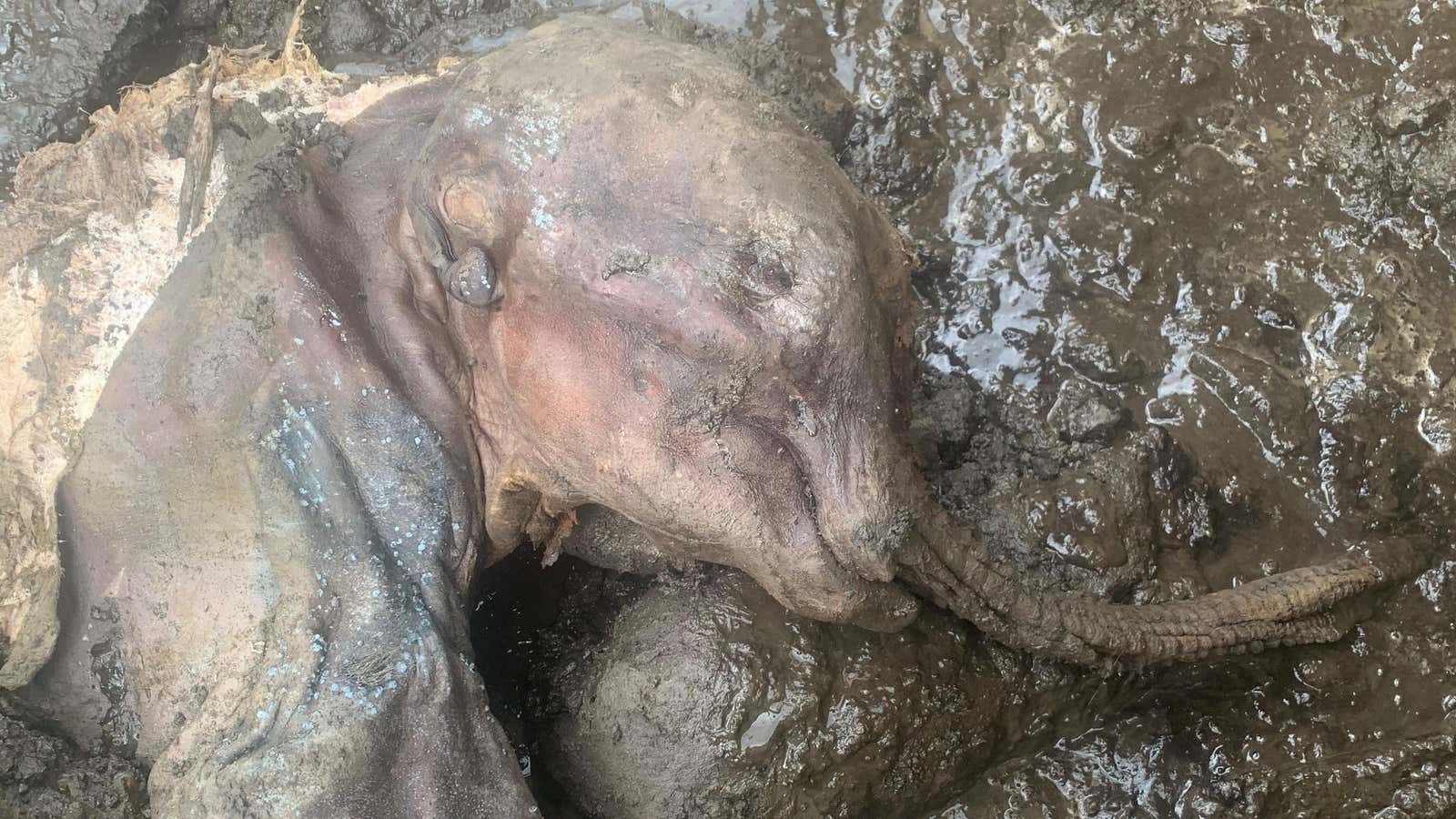 Nun cho ga, the mummified baby woolly mammoth, where she was found at the Yukon mine.