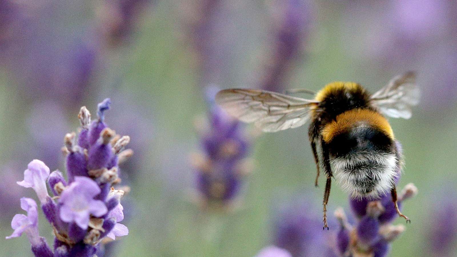 Flight of the bumblebee.