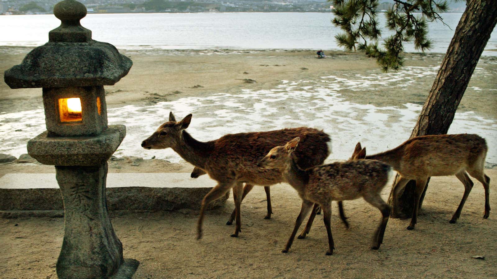 Deer wander freely on Miyajima.