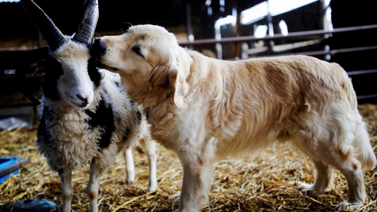 The sweet and savory story of animals as pets and meals.