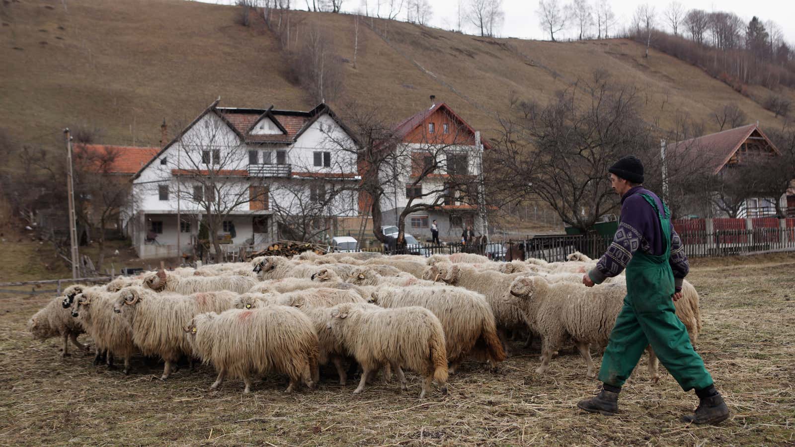 “Weary bones. Tired head. Can lambing soon be over please. Knackered.”